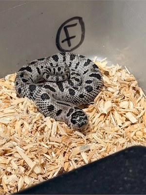 Heterodon Nasicus , Hakennasennatter 
