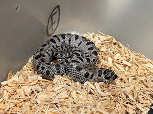 Hakennasennattern,Heterdodon Nasicus 