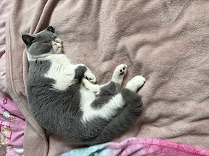 Britisch Kurzhaar Kater 