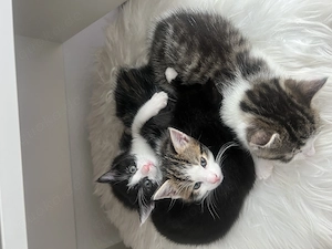 Katzenbaby, Kitten, Katze
