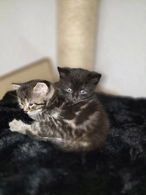 Katzenbabys 