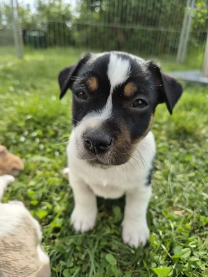 Jack Russell Welpen in Sonderlackierung 