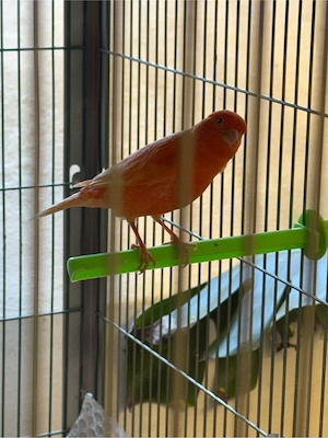 Kanarienvogel