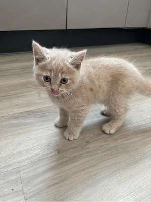 Reinrassige BKH Kitten