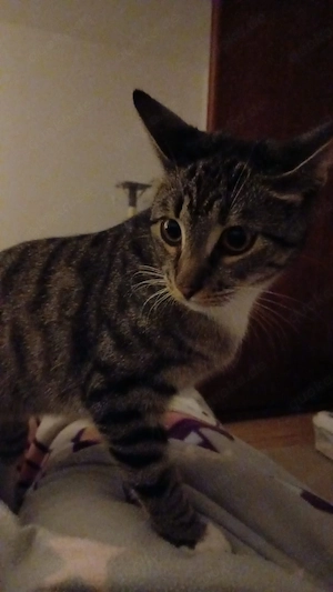 katze sucht neues zu hause.