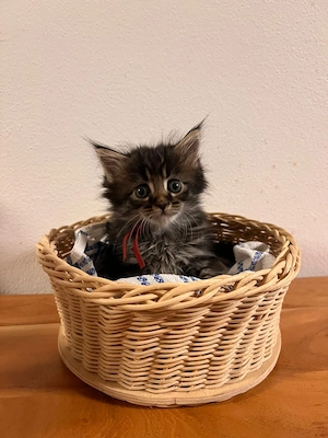 Maine coon Kitten in liebevolle Hände abzugeben 