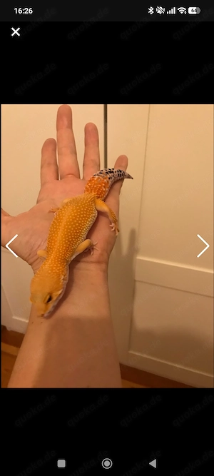 Leopardgecko Weibchen  Bild 5