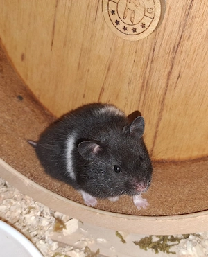 Goldhamster sucht neues Zuhause 