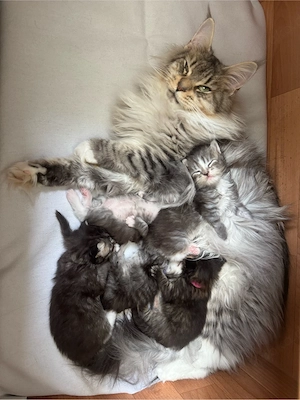 5 Maine Coon Kitten