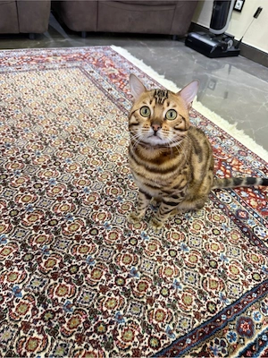 Bengal Kater 1 Jahr alt