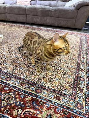 Bengal Kater 1 Jahr alt 