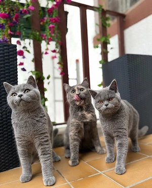 Britisch Kurzhaar Kitten & Vater suchen ein liebevolles Zuhause     