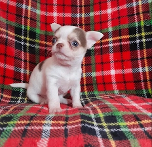 3 Charmante Chihuahua-Welpen   liebevoll aufgezogen