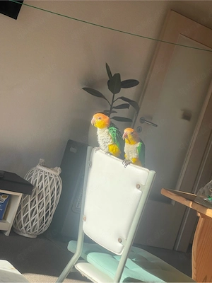 Ein Paar Rotkappenpapageien Bild 3