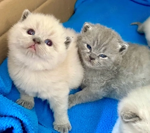 Reinrassige BKH Kitten Blue und Blue Point