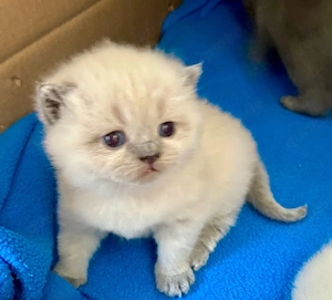 Reinrassige BKH Kitten in Blue und Blue Point