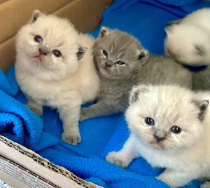 BKH Kitten in Blue und Blue Point