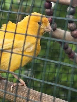 kanarienvögel 