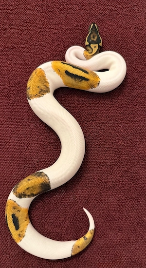 1.0 Pastel Pied