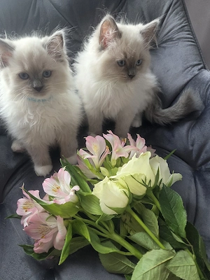 Bildhübsche reinrassige Ragdoll Kitten 