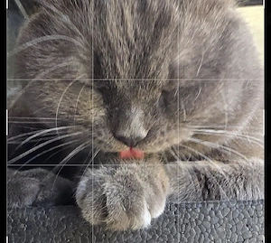 Suchen Katze für Kitten
