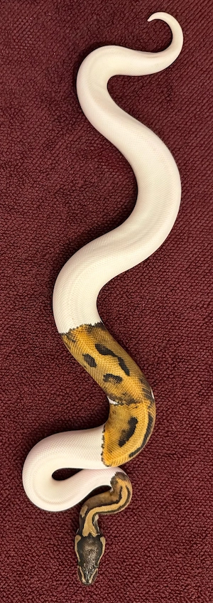 0.1 Pastel Pied 