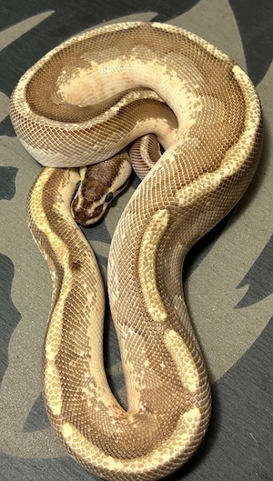1.0 Enchi Specter Or Asphalt YB 50% het Clown 