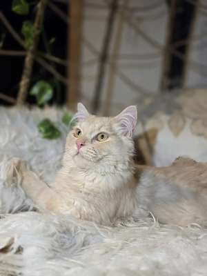 Liebevoller Türkisch-Angora Kater abzugeben   