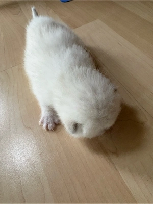BKH Kitten