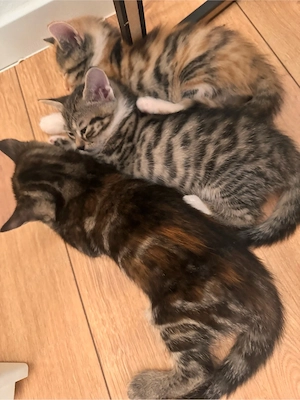 3 wunderschöne Kitten Mädchen