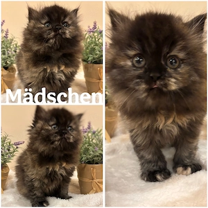 Perser Kitten suchen ein neues Zuhause 