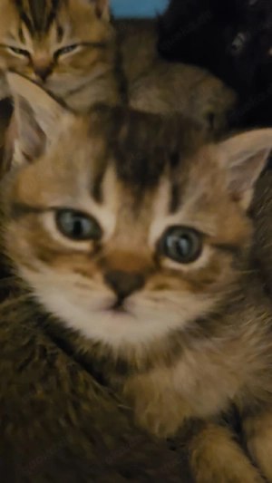  baby schmuse Tigerchen 