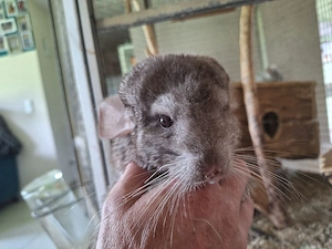 Chinchillamädchen anzugeben  Bild 3
