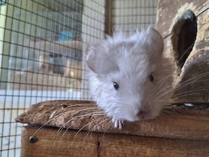 zwei Chrinchilla Weibchen(?) suchen neies zu Hause 
