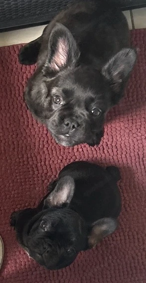 französische Bulldoggen mädchen 