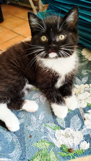 Katzenbabys