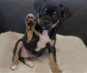Mini Pinscher Mix Welpe 