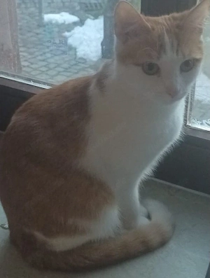 wunderschöne Katze sucht ein neues Zuhause 