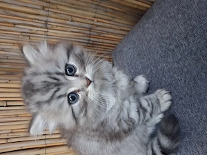 Wunderschöne BKH-Silver-Tabby Mix Kitten suchen liebevolles Zuhause 