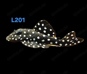 L201 Hypancistrus spec. Orinoko Engelsharnischwels