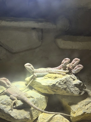 Bartargamen Progona vitticeps 