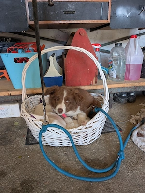  Reinrassige Bordercollie Welpen zu verkaufen 