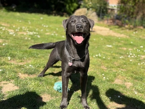 Labrador Deckrüde in hellem Charcoal trägt Silber und Braun (kein Verkauf)