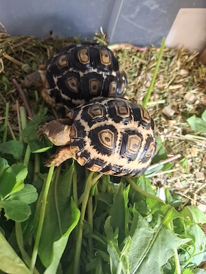 Pantherschildkröte 