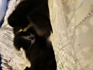 Vier kitten ab juli 