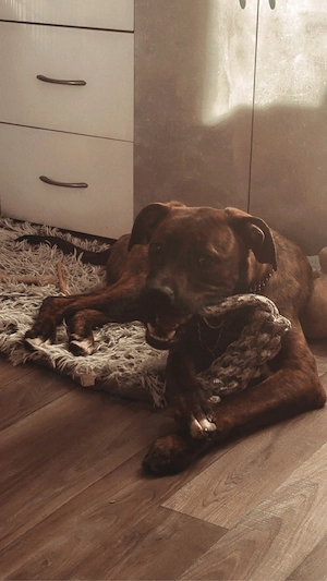 labrador mischling 