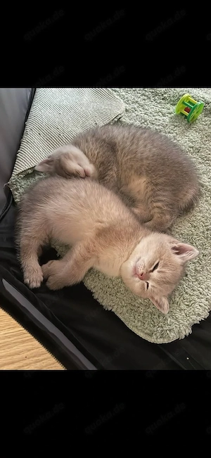 Schöne Baby katzen zum Verkaufen