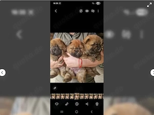 Wunderschöner Chow Chow