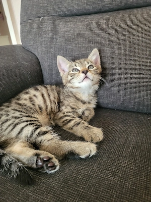 Norweger Bkh Mix Kater
