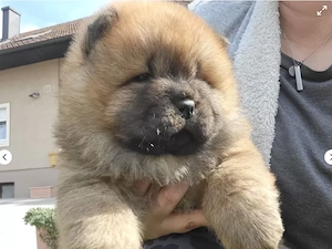 Wunderschöner Chow Chow Bild 2